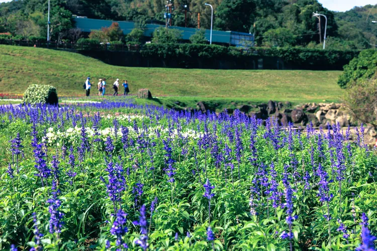 大溝溪花海即日起至農曆春節期間為花海最佳觀賞期。台北市工務局提供