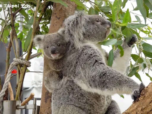 無尾熊寶寶黏媽媽曬日光浴 北市動物園「男生宿舍」即將滿住