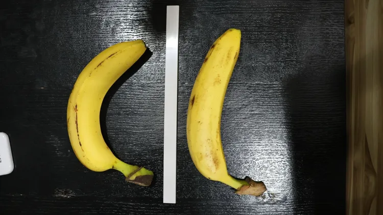 陰莖彎曲角度若在約30度內（右圖香蕉）還可性行為，若彎曲如左圖香蕉的60度，即可能性交困難。侯昌騰攝