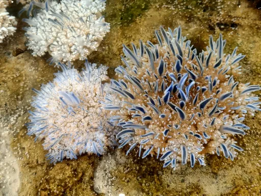 迎新春看點不一樣的 林園海洋濕地「倒立水母」密集現身