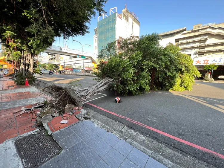 倒塌的路樹從根部直接斷折倒地。民眾提供