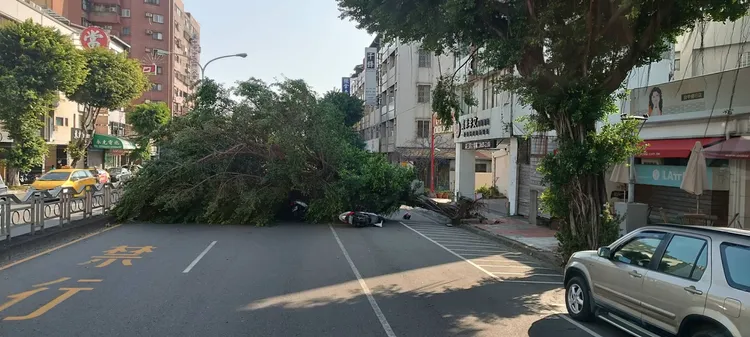 台中市路樹倒塌造成3人受傷。民眾提供