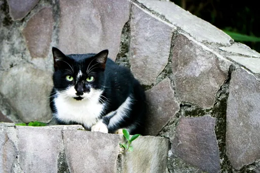 快賞罐罐啦! 幸運男擼完「招財貓」刮刮樂中100萬