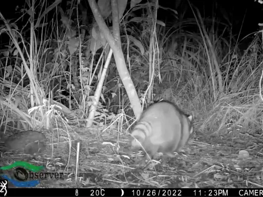 浣熊野外現蹤!外來種入侵破壞生態 花縣府籲全民追緝