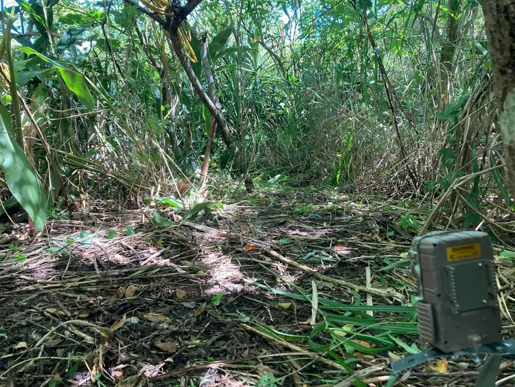 發現浣熊的地方為木瓜溪河灘地。縣府提供