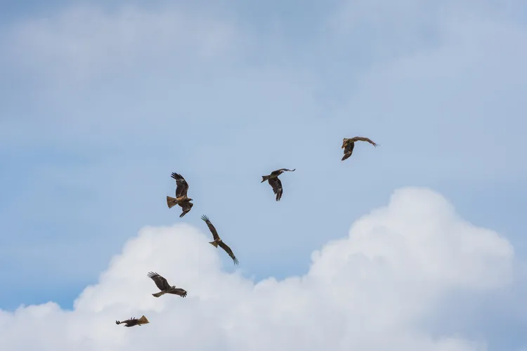 黑鳶有群聚特性。屏科大鳥類生態研究室提供