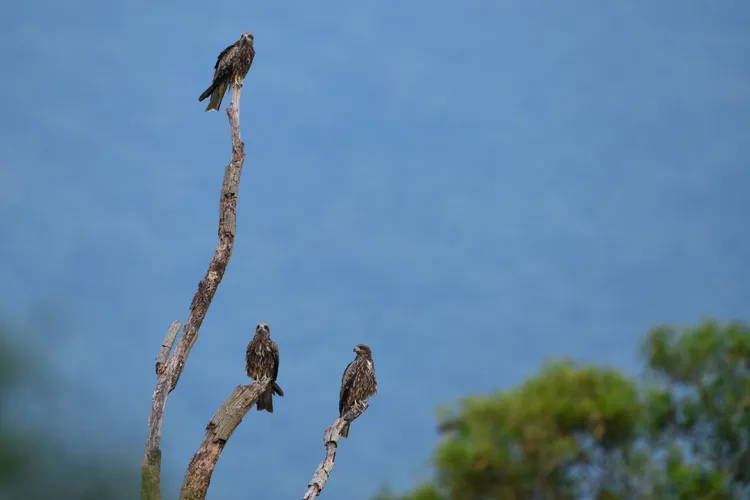 群棲枝頭的黑鳶。屏科大鳥類生態研究室提供