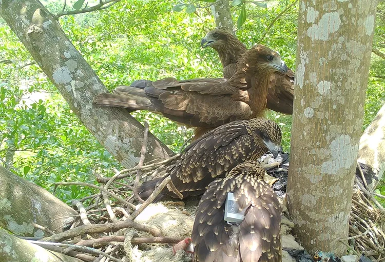 黑鳶研究人員發現築巢於樹上的家族。屏科大鳥類生態研究室提供