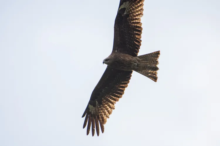 飛翔天際的黑鳶。屏科大鳥類生態研究室提供