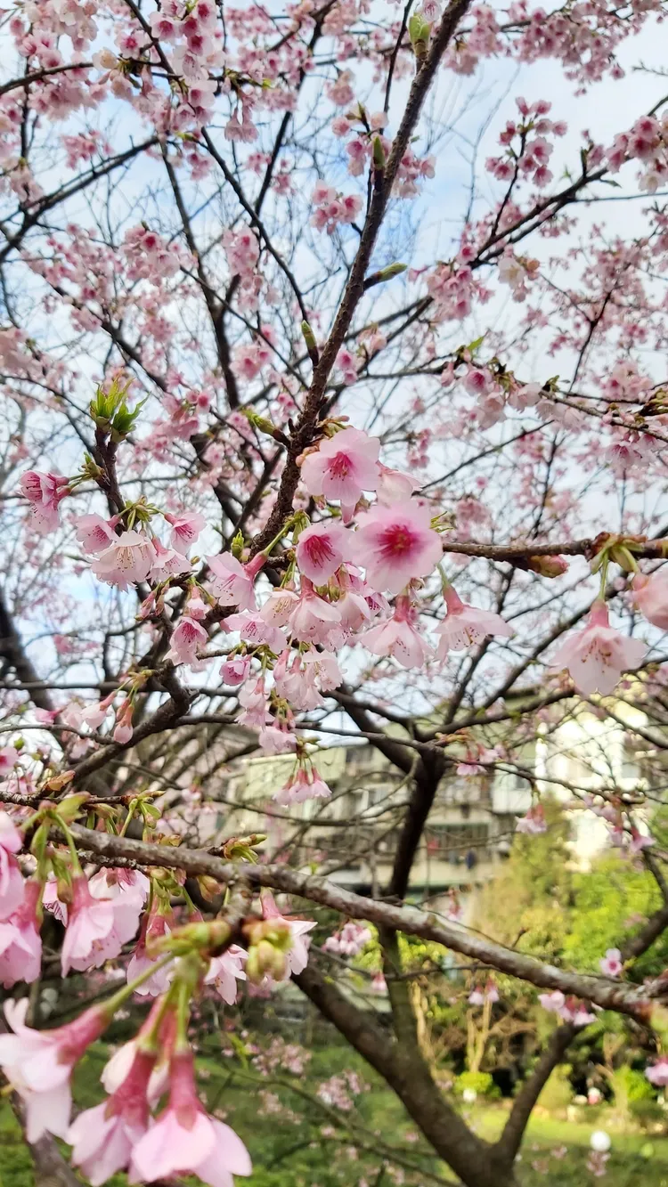 康誥坑溪主要種植台灣山櫻，花色桃紅帶點粉色，花型呈現吊鐘狀，相當討喜。莊宗達攝