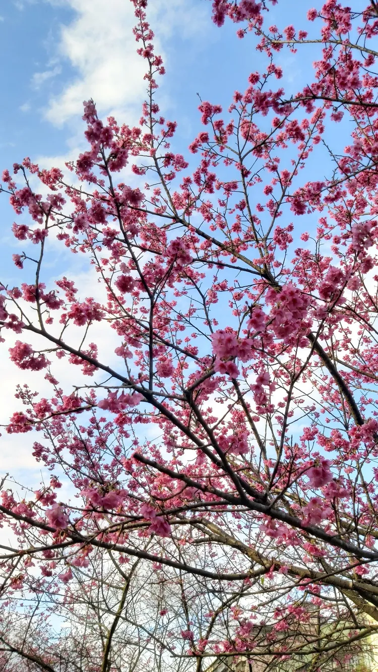 櫻花在藍天的襯托下顯得耀眼有活力。莊宗達攝