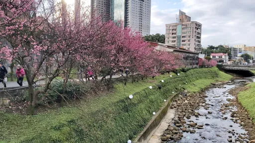 秘境片|免赴日!北台湾最美「溪畔赏樱」据点曝 粉色浪漫绽放中