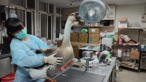 淡水老嫗驟逝獨留「鵝」子 憂成盤中飧!鄰居求援新北動保處