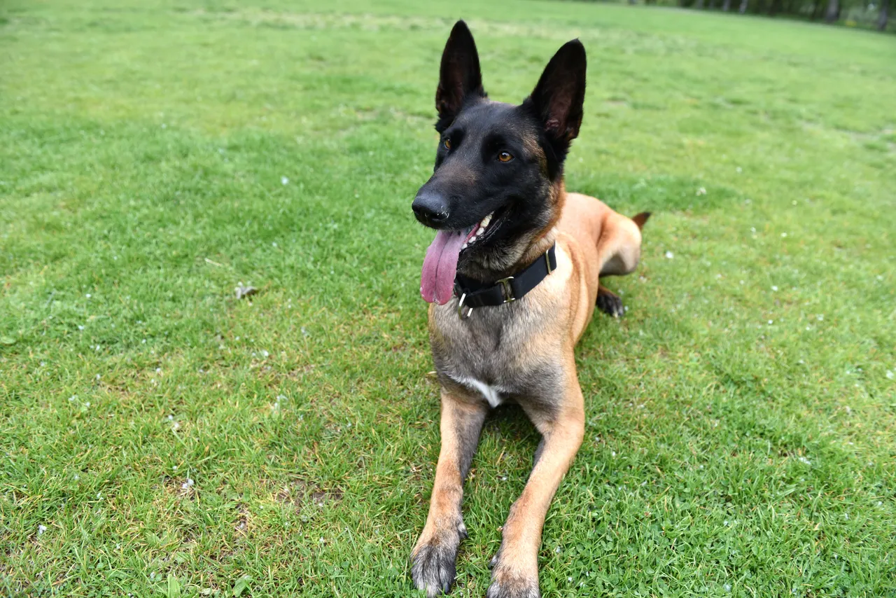 世界上最聰明狗種大評比你家汪星人上榜了嗎？｜壹蘋新聞網