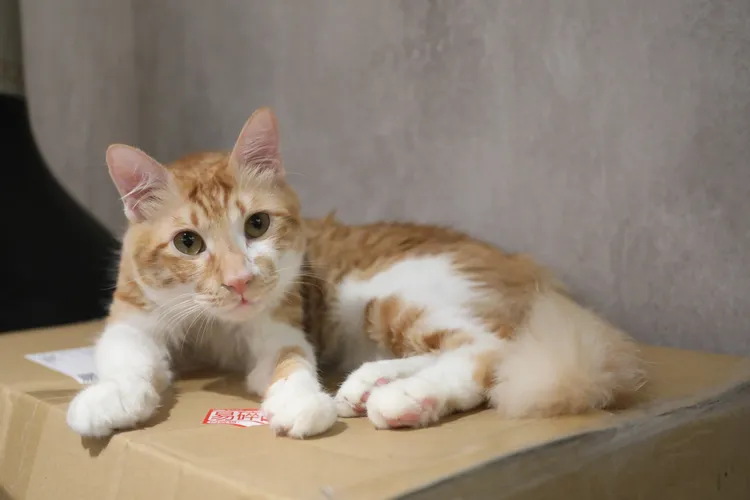 家中養好幾隻貓咪。鄭孟晃攝