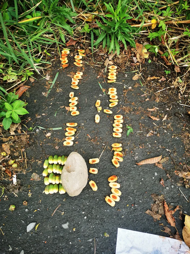 拍攝民眾認為這是卑南族儀式。謝姓網友授權刊登