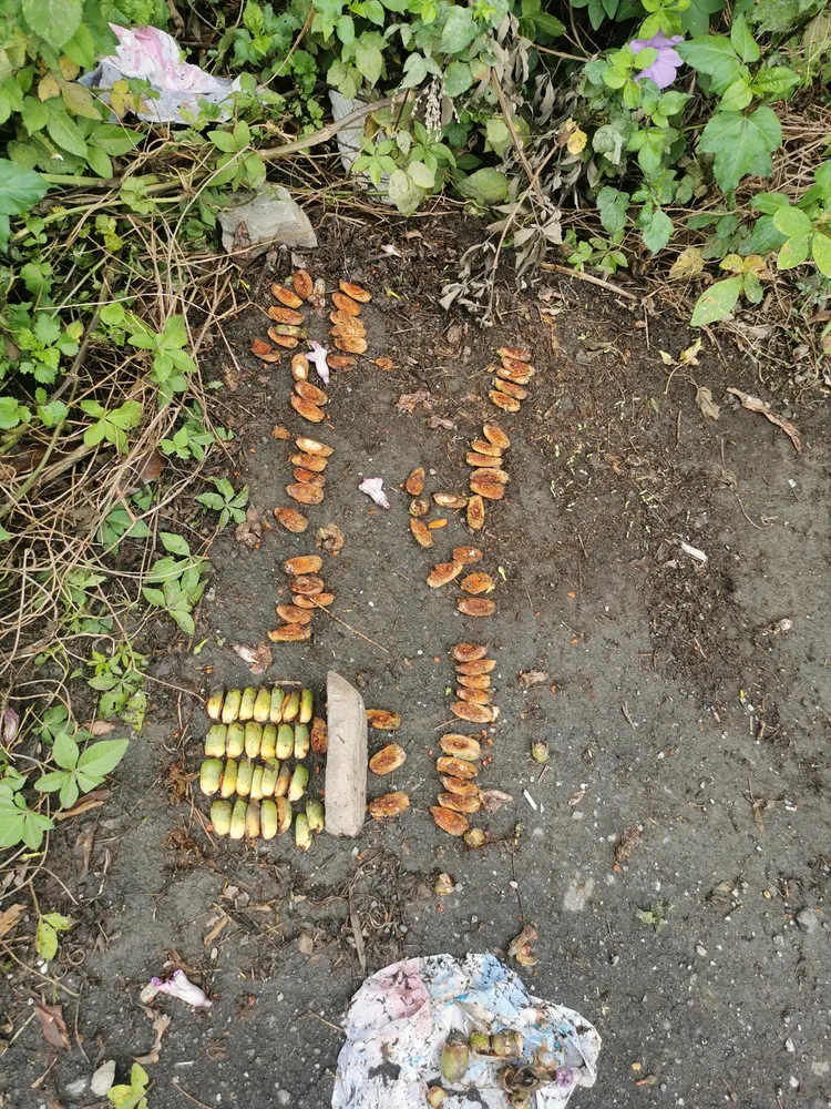 照片可見一地檳榔。謝姓網友授權刊登