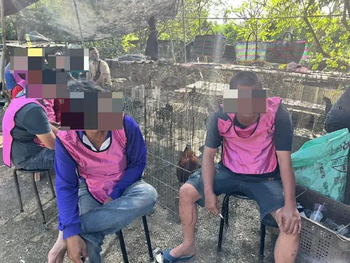 警偵破鬥雞大賽賭場逮26人　主嫌罪加一等再依動保法開罰