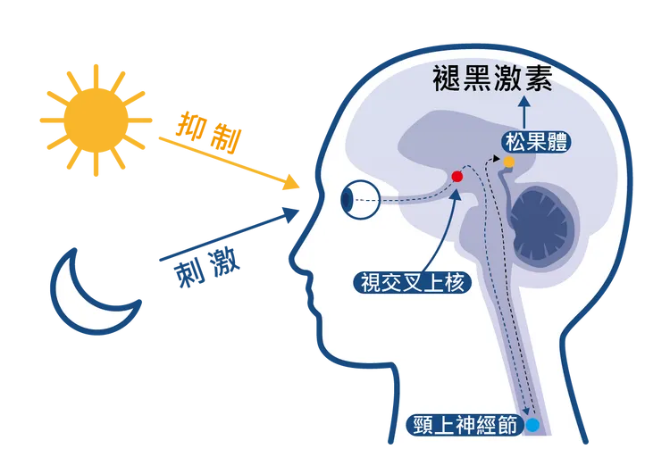 褪黑激素主要是調節人體生理時鐘。翻攝 《藥物食品安全週報》