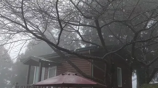 全台成凍番薯!桃園拉拉山白雪紛飛 氣象局:太平山也有望降雪
