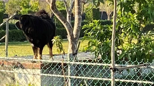 3獒犬狠咬邮差皮开肉绽 动保处说若这情况不用罚