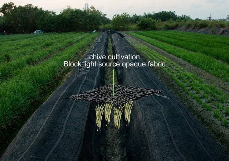 「清水美學」靈感來自組員台中阿嬤家種韭菜。學生提供