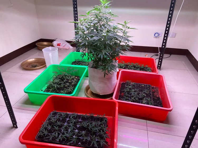 丁姓兄弟利用網路自學大麻栽種。讀者提供