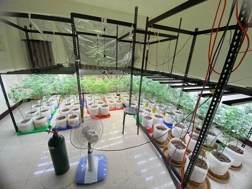 農業大縣種植這玩意 無業兄弟還沒發大財就芭比Q了