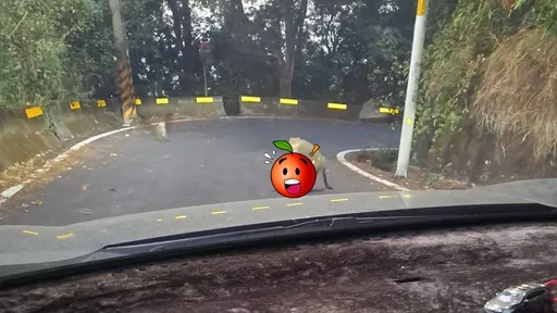 路遇「猴與猴的連結」擋道!駕駛無奈苦候 網狂問:結果你等多久?