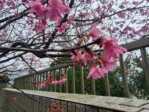 「新北第一櫻」坪林綻放　宣告櫻花季浪漫襲來