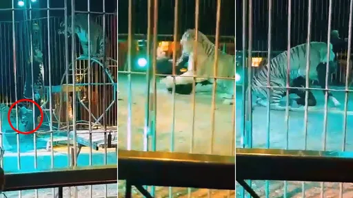 影片｜老虎偷襲「齒爪深刺他頸手腳」全場尖叫　馴獸師：是我的錯