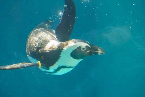 連假倒數！北市動物園黑腳企鵝現泳姿　白天這時間可看到