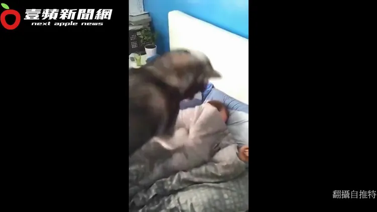 哈士奇使盡全力猛踏叫主人起床。翻攝自推特