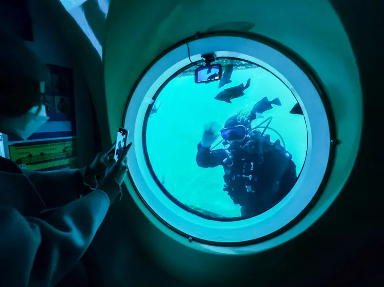 潛水艇公司在此安排了潛水員，吸引條石鯛等海魚聚集，另方面也趁機檢視船身是否異常。田欣雲攝