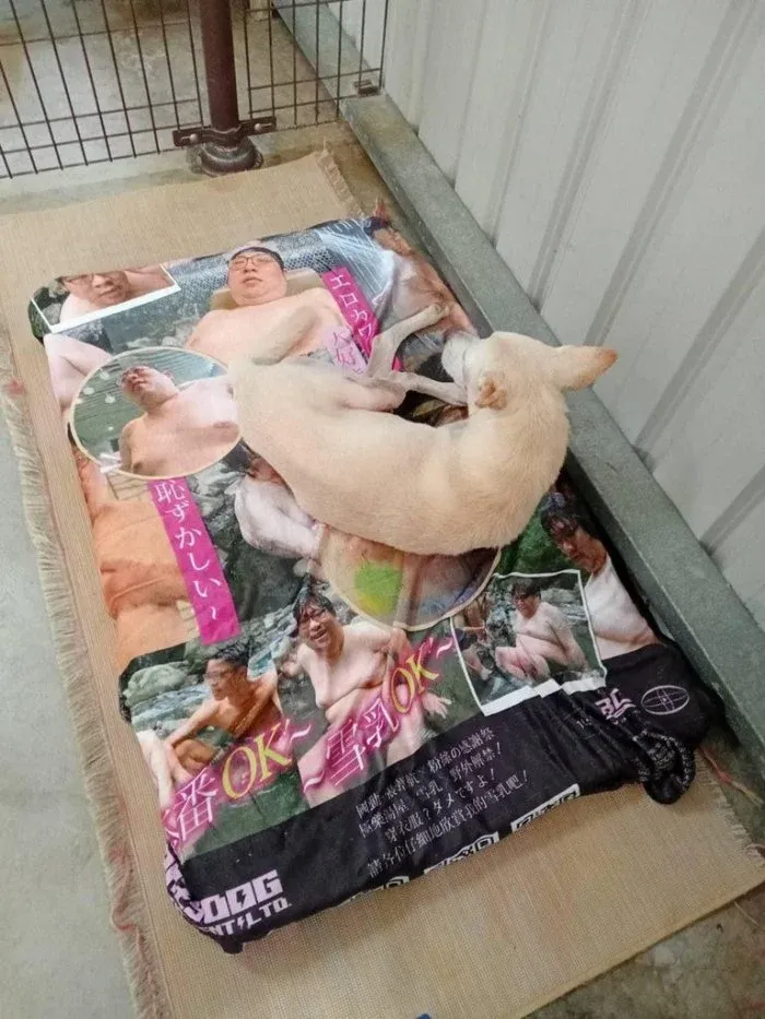 網友在《Dcard》論壇分享一篇文章「誰買國動的AV毯送給狗園啦笑死」，狗狗躺在半裸雪乳男毯上，形成強烈對比。翻攝《Dcard》論壇