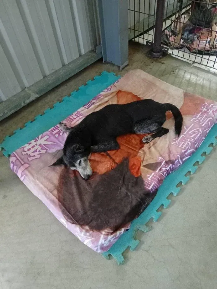 網友在《Dcard》論壇分享一篇文章「誰買國動的AV毯送給狗園啦笑死」，狗狗躺在半裸雪乳男毯上，形成強烈對比。翻攝《Dcard》論壇