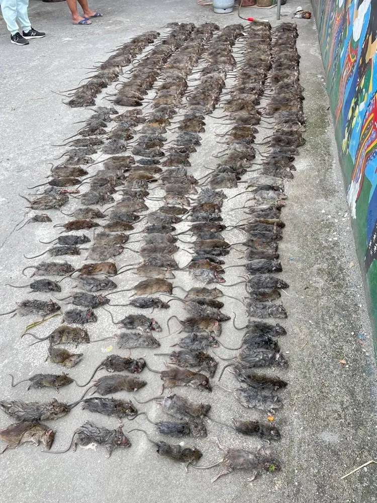 利嘉部落捕捉4百隻田鼠。林肯毅提供