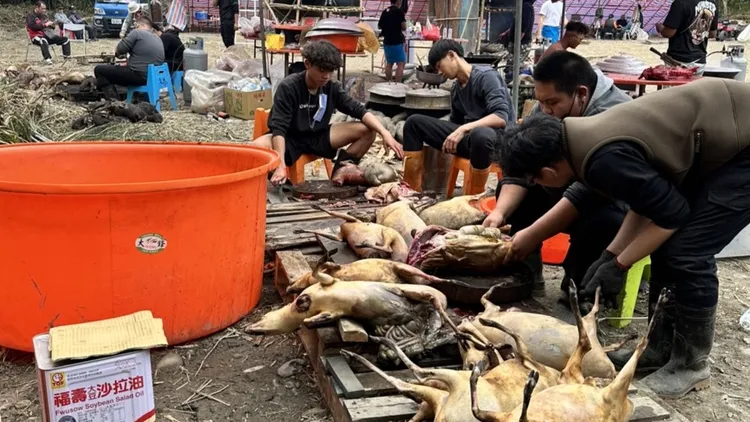 南王部落族人年底也豐收捕獲上百頭山羌及田鼠。古和書提供