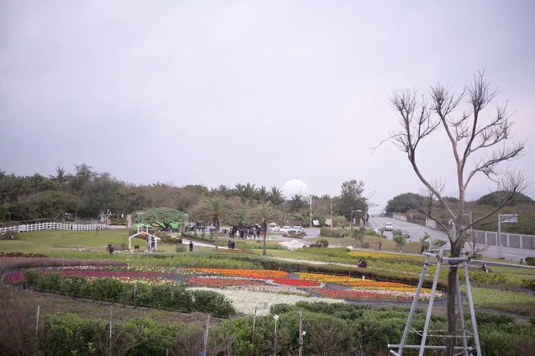 花蓮景點換上新裝，花海預計春節滿開。縣府提供