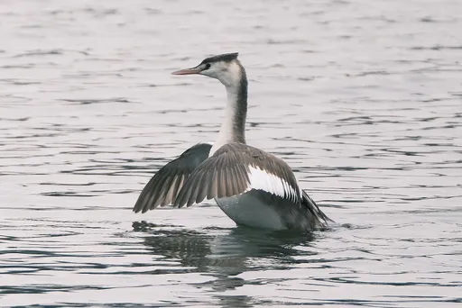 獨家|喜見嬌客!稀有冬候鳥冠鷿鷈首訪高雄 蓮池潭潛水捕魚