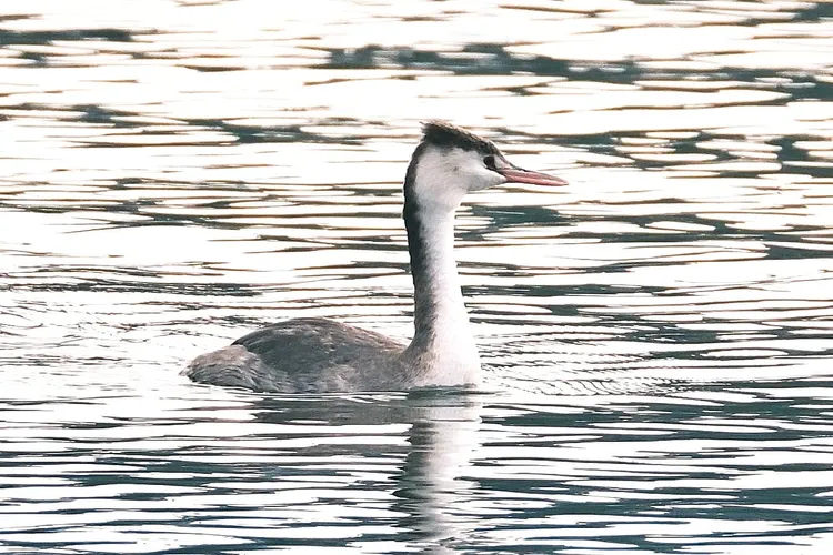 稀有冬候鳥「冠鷿鷈」近日在蓮池潭徜徉。王建昌提供