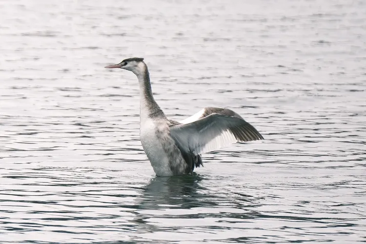 稀有冬候鳥「冠鷿鷈」在蓮池潭徜徉。王建昌提供