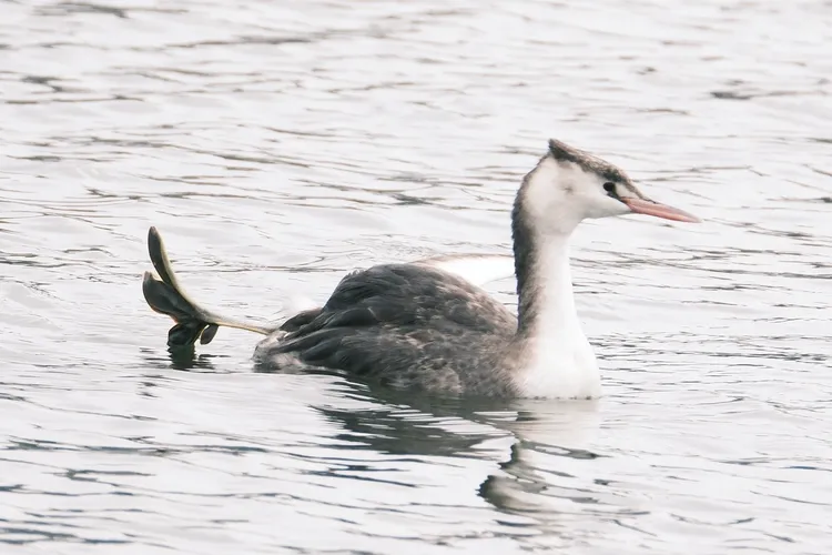 「冠鷿鷈」露出可愛蹼掌。王建昌提供