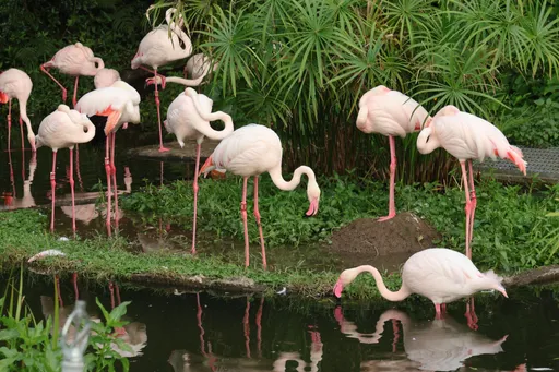 防禽流感!北市動物園「紅鶴」暫停見客 兒童區這幾種鳥也看不到了