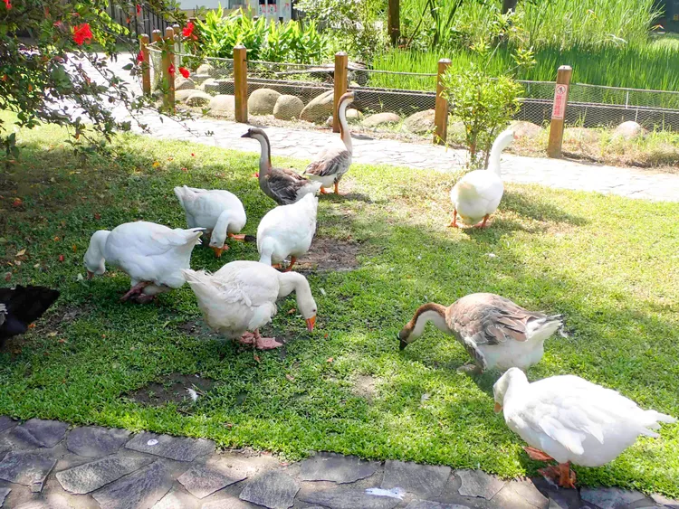 兒童區的雞、鴨、鵝等家禽，現已被移住專門活動場。動物園提供