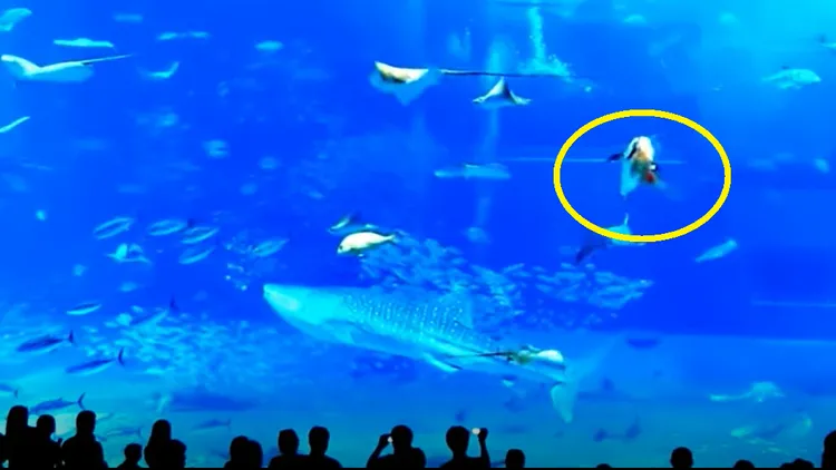 鮪魚「撞壁」後，立刻魂斷當場。翻攝Youtube/Kenneth's Perspective