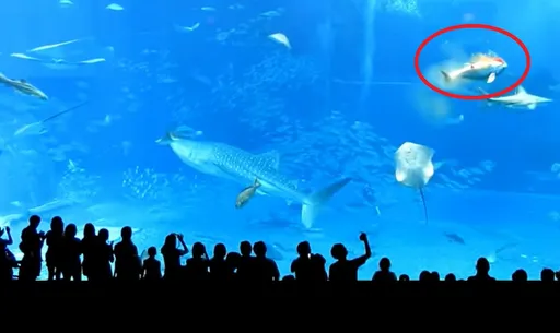 大海王者鲔鱼「一头撞死」血崩魂断水族馆　全因游客做了这蠢事