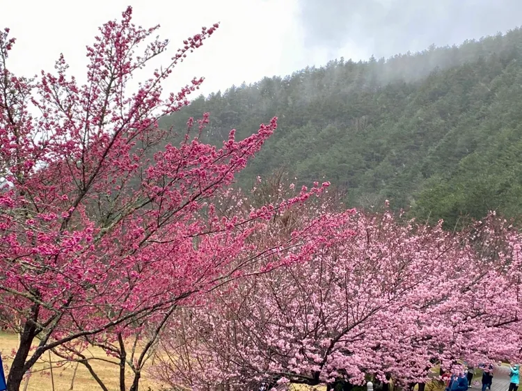 於Klook官網購買「國光客運武陵賞櫻專車」套票，單人最低520元。Klook提供