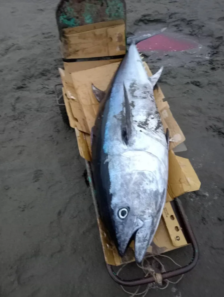 漁民丈量魚的身長約165公分、體重約110台斤。翻攝唐嘉信臉書