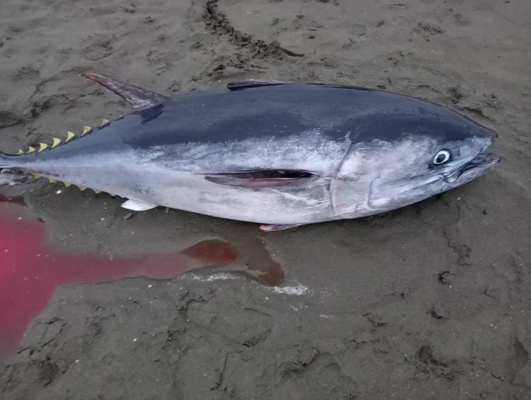 漁民清晨在岸邊收網時，發現這尾黃鰭鮪魚中網。翻攝唐嘉信臉書